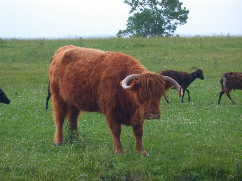 Passing the rare breeds farm