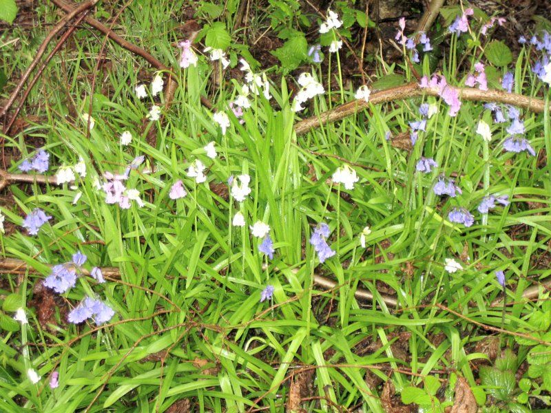 Bluebells