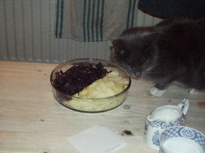 The cat eating our left overs!