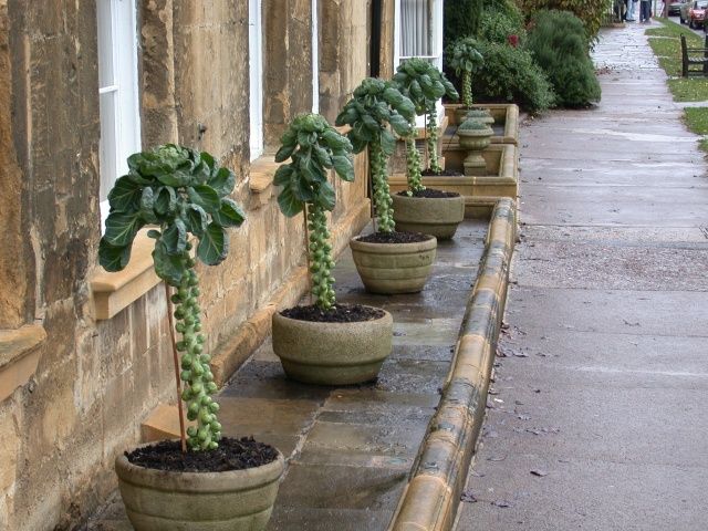 Annual sprout festival