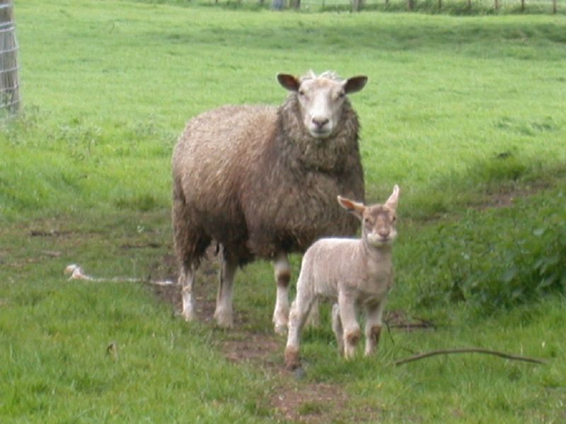 Sheep & Lamb