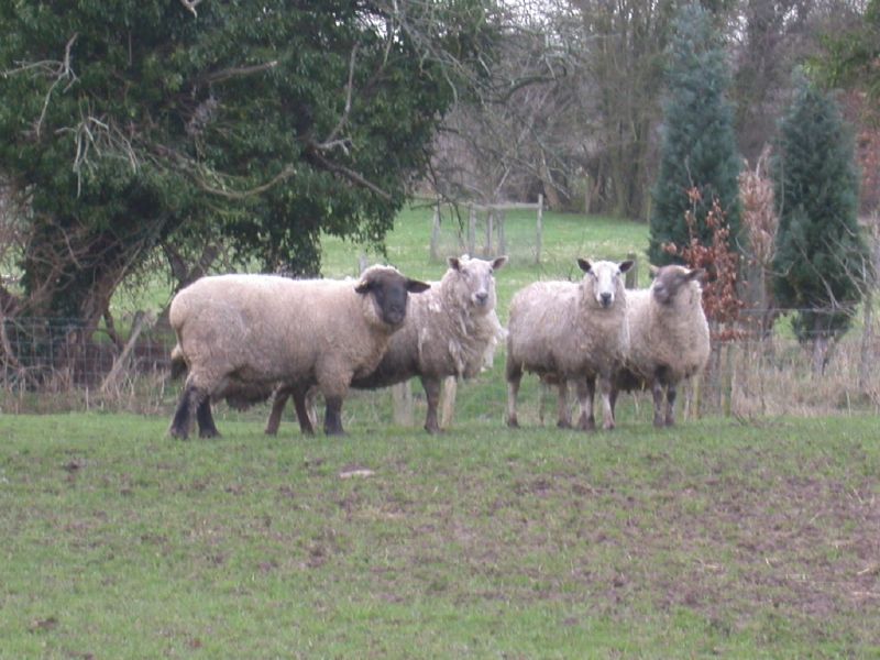 Wot more sheep?