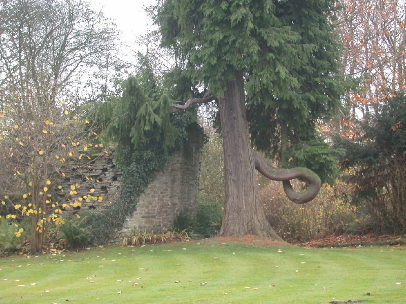 Dovecot & bendy tree