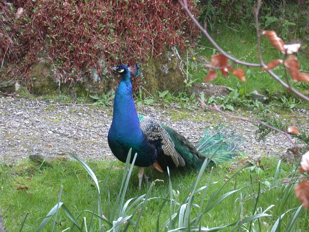 Peackock in our garden