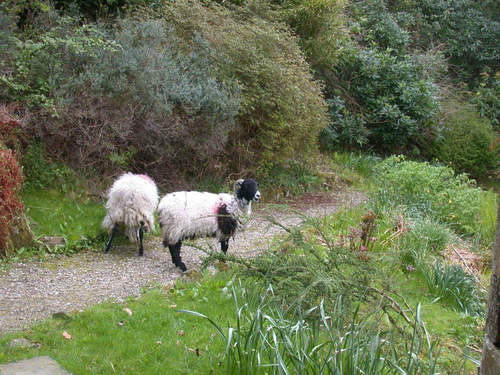 Yes we had sheep in our garden