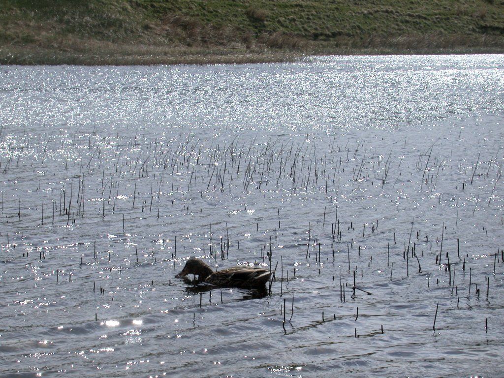 Alcock Tarn before the storm