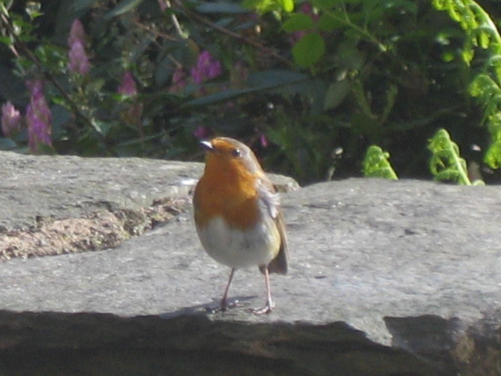 Very tame robin on our terrace