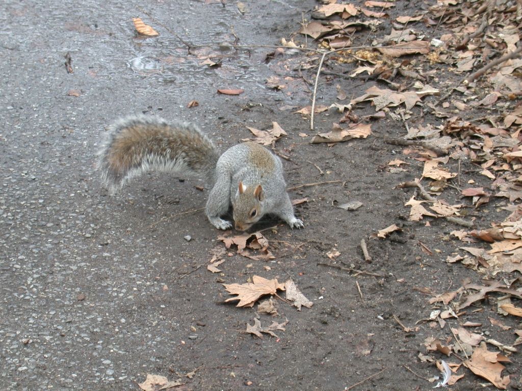 A Squirrel