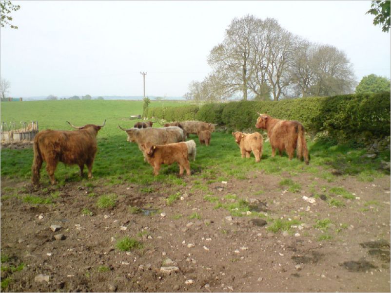 Highland Cattle