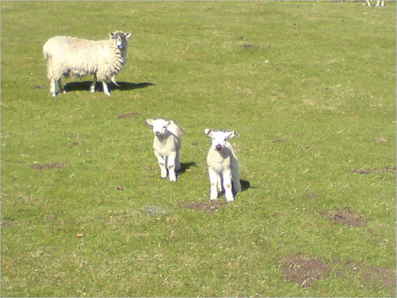 DSC00384_Lambs
